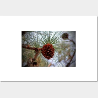 Hanging  Pine Cone Posters and Art